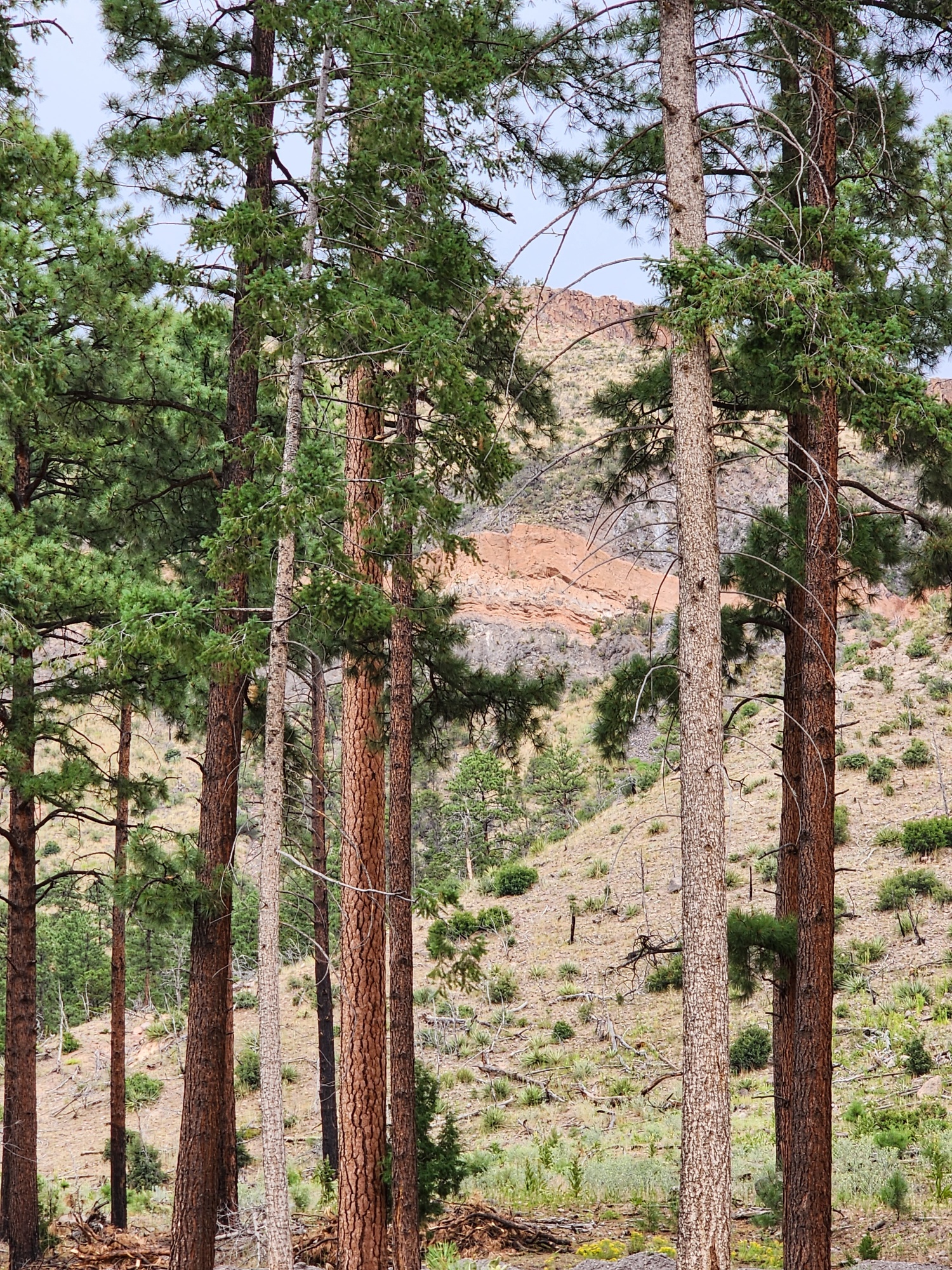 Forest in Santa Clara Pueblo